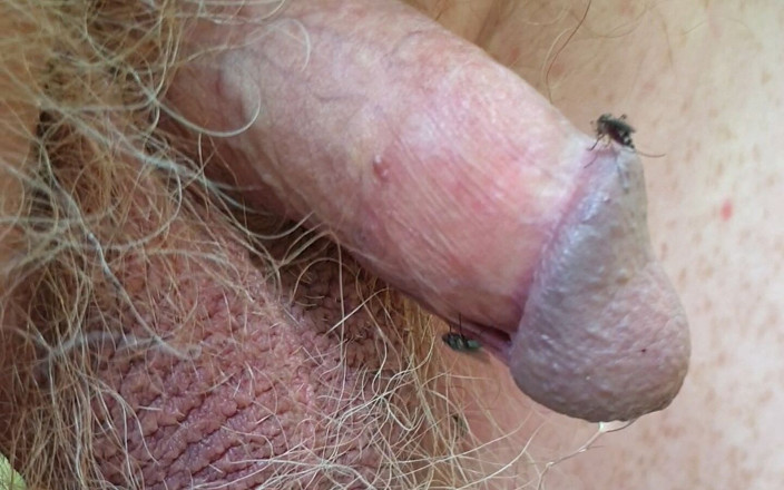 Redhairy4u: БДСМ-комарі вжаляють крихітний член