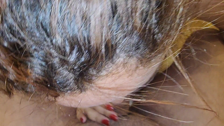 naughtylittleant: Pequeña hormiga traviesa e o chico completo 01